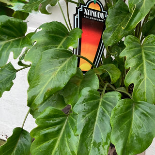 Philodendron Xanadu