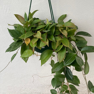 Hoya Mixed