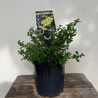 Hibbertia Obtuifolia