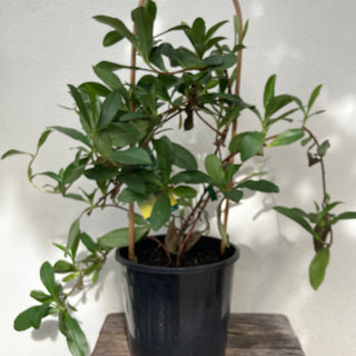Hibbertia Scandens - Snake Vine