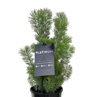 Adenanthos Wooly Bush