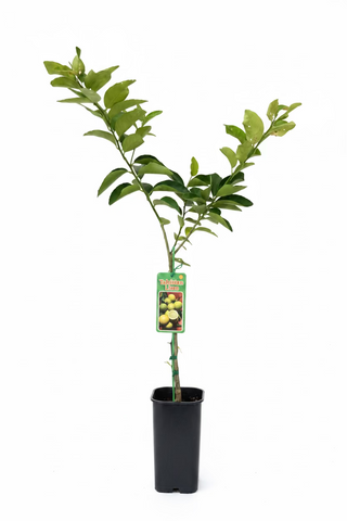 Lime Tree