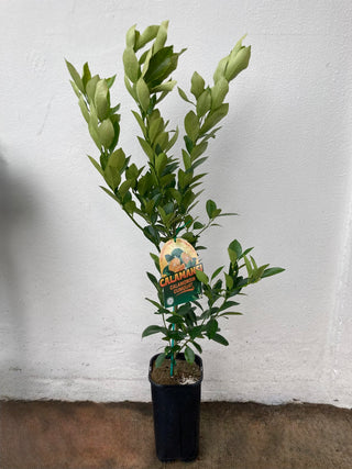Cumquat Calamomdon Calamansi
