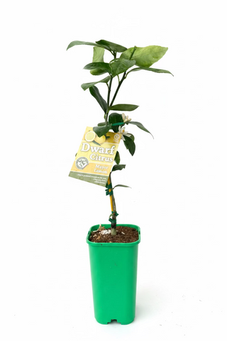 Dwarf Lemon