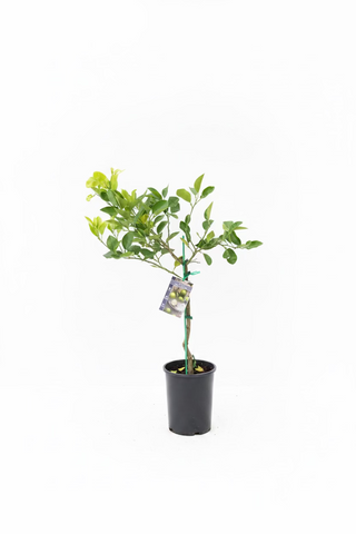 Lime Tree