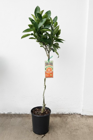 Orange Tree Cara Cara
