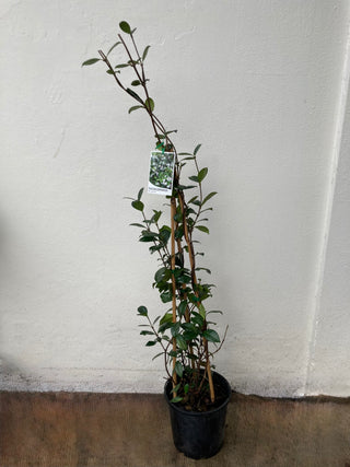 Star Jasmine