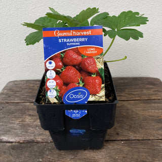 Strawberries