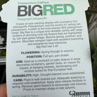 Geranium