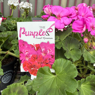 Geranium