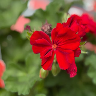 Geranium