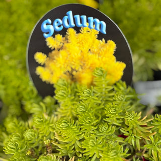 Sedum Gold Mound