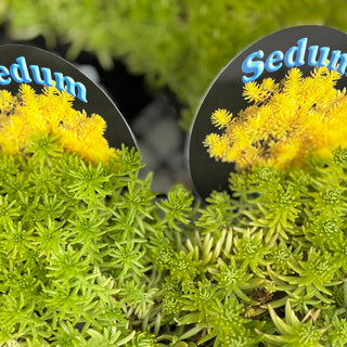 Sedum Gold Mound