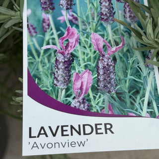 Lavender - Avonview