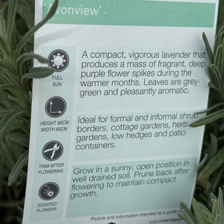 Lavender - Avonview