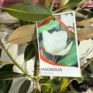 Magnolia Little Gem