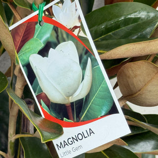 Magnolia Little Gem