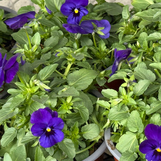 Potted Colour