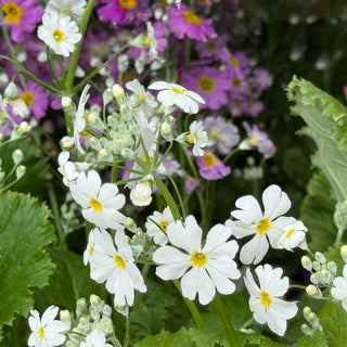 Potted Colour