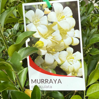 Murraya Paniculata