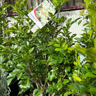 Murraya Paniculata