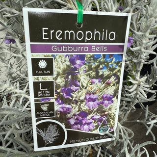 Eremophila Gubburra Bells