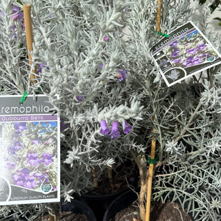Eremophila Gubburra Bells