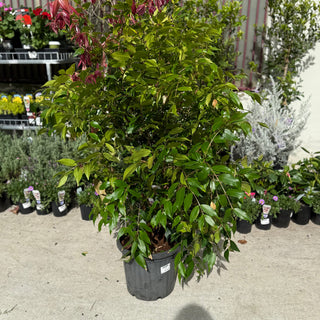 Syzygium Cascade