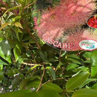 Syzygium Cascade