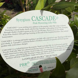 Syzygium Cascade