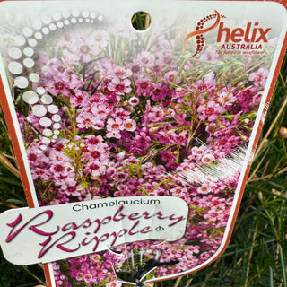 Chamelaucium "Geralton Wax"