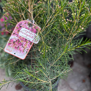 Chamelaucium "Geralton Wax"