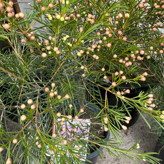 Chamelaucium "Geralton Wax"