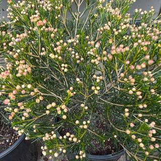 Chamelaucium "Geralton Wax"