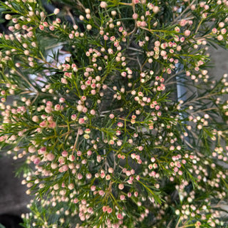 Chamelaucium "Geralton Wax"
