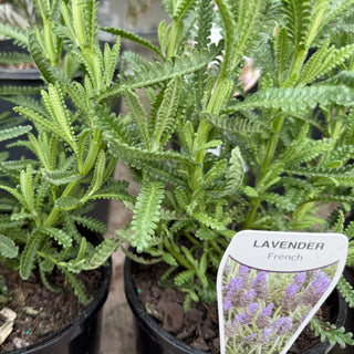 Lavender "French"