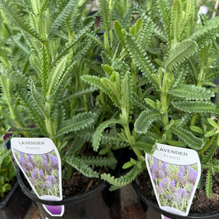 Lavender "French"