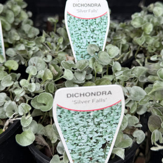 Dichondra