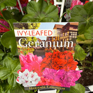 Geranium - Ivy