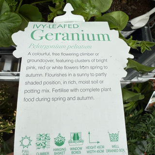 Geranium - Ivy