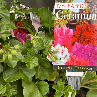 Geranium - Ivy