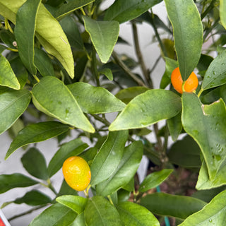 Cumquat Nagami