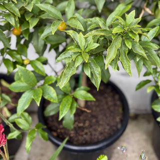Cumquat Nagami