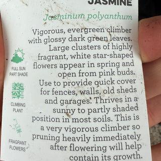 Jasmine Polyanthum
