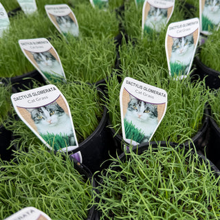 Cat Grass