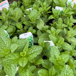 Herb - Mint