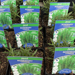 Herb - Rosemary Common