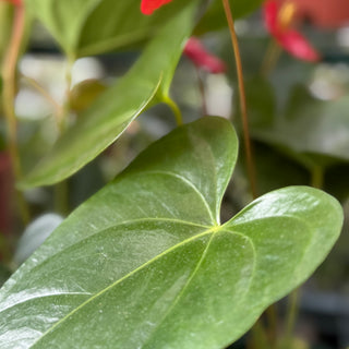 Anthurium