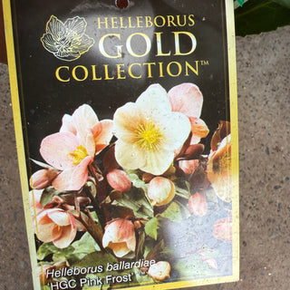 Helleborus