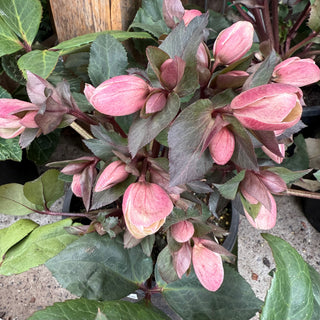 Helleborus